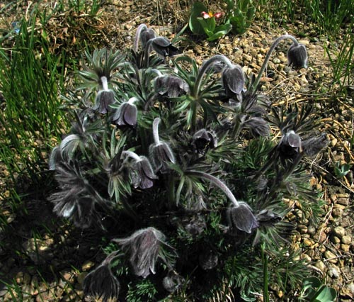 Pulsatilla Pratensis 'Nigricans' | North American Rock Garden Society